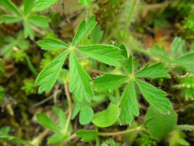 Potentilla tabernaemontani / Cinquefoglia primaticcia